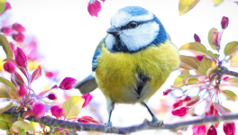 La lettre de Laurine