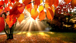 Novembre mon automne