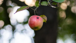 Le ver est dans le fruit !