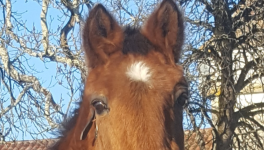 Ce cheval m'a sauvé la vie en 2011