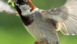 Petit moineau (poème)