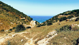 Bois de santal