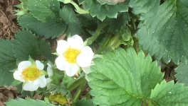 28 Avril au potager