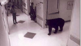 Ideal Distance (poem)