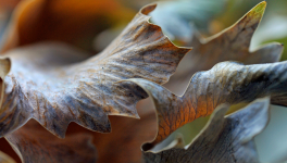 Mini expo photo 6 : La fougère fanée