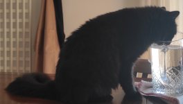 Il re dei gatti