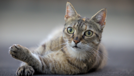 LA  PATEE  à  TIMOTHEE