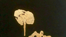 Racine et Botanique de l'Absolu