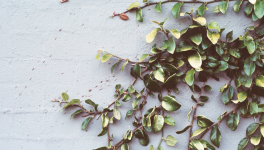 Il sonno della ragione