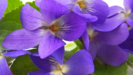 Un parfum de violette