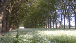 Comme aux jours de l'enfance