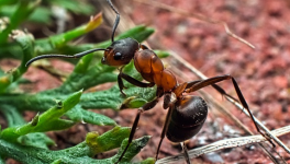 La fourmi est notre amie...