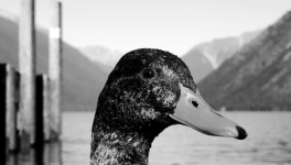 Le Canard Courgette