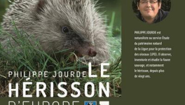 Le hérisson d'Europe
