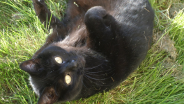 Message de Chipie : Incarnation et abandon