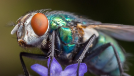 MOUCHE  PRISONNIERE