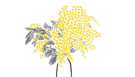 MimosAmour
