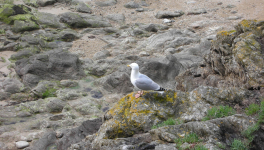 Les silences de Cherbourg