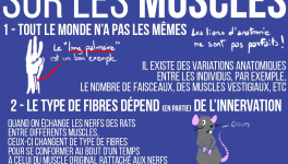 3 trucs fous sur les muscles