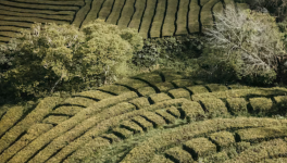 Labyrinthe