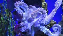Octopus ma Muse