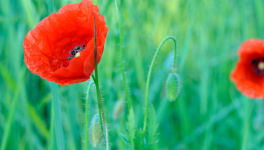 Mini expo photo 15 : Gentil coquelicot