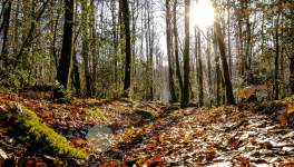 Honneur et humilité