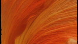 Lettre à Toi que je quitte