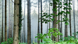 L'assertivité est-elle systémique ?