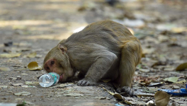 MONKEYS CONSPIRACY SCANDAL (liars, impostors, and States Corruption)