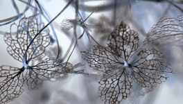 Mini expo photo 9 : L’hortensia l’hiver