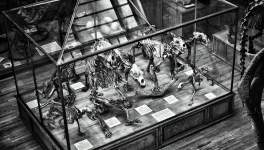 Travail photographique : Dinosaures