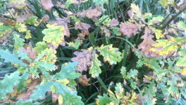 Le jardin du 25 Novembre 