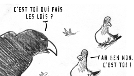 PIGEONS !