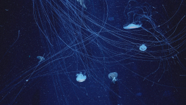 Tous nés de pères inconnus !Photo by Thaïs Breton on Unsplash 