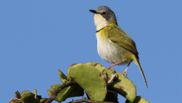 Cunnilinctus