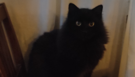 Il re dei gatti .2