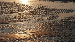 Marée basse  1