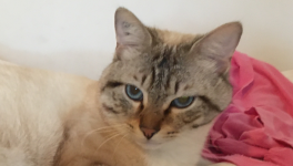 Pensées de Chat