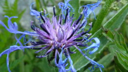 Flore de Bonneval-Sur-Arc et de ses alentours