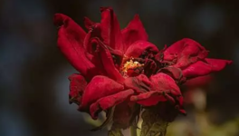Folle fleur fanée