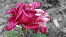 Flora Chapitre 23