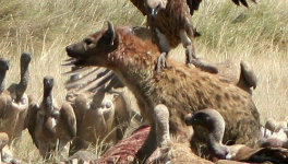 cohabitation avec les loups ? 