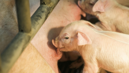 Cochonnet