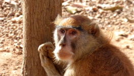 Balade Coronavirussienne - Ca va aller Patron