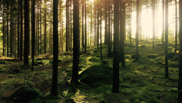 Un débat inédit pour la journée internationale des forêts à Montner