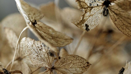 La physique a la tête dure