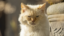 Chapitre 7/10 - On ne rentre pas sans frapper !