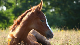Question de point de vue: notice naturaliste
