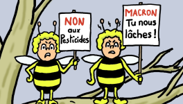 abeilles en péril